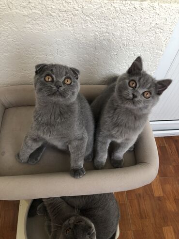 Pişiklər: Şotland, Dişi, Erkək, Ünvandan götürmə — 28