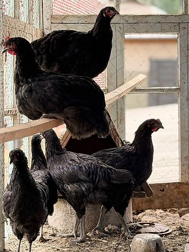 продам курей: Продаю | Куры | Для разведения — 1