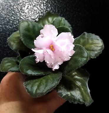 Фиалки и глоксинии: 🌱🌺🌱 Продаю сортовые ДЕТКИ,СТАРТЕРЫ стандартных, трейлерныхмини и — 18