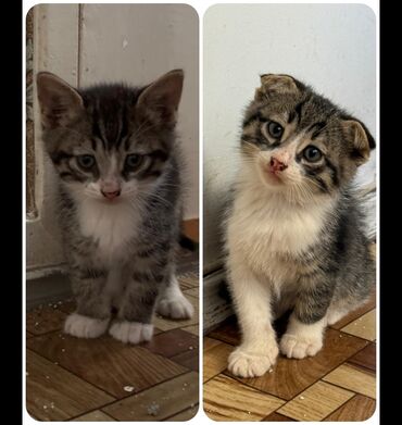qara pişik: Tabbi, Yaxşı əllərə