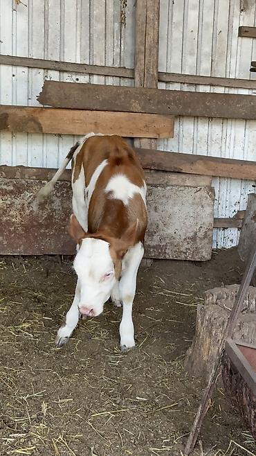 ток чожо: Продаю | Тёлка | Симментальская — 2