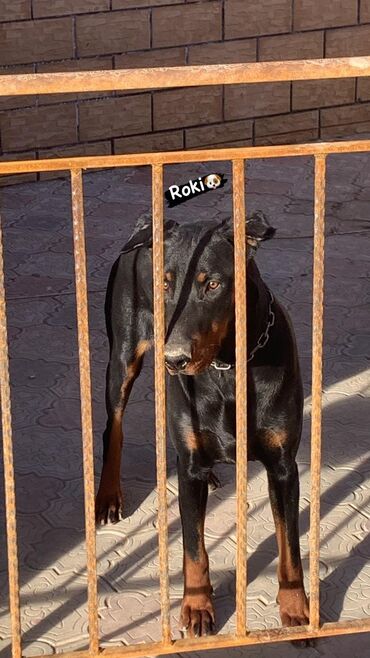 İtlər: Doberman, 1 ay, Erkek, Peyvəndli, Ünvandan götürmə
