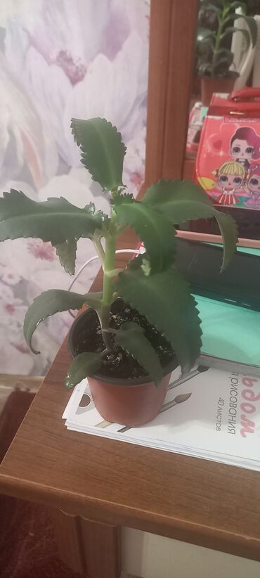 гортензии цена бишкек: Отдам даром