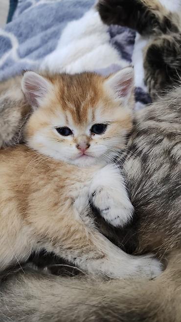 Pişiklər: Britan — 4