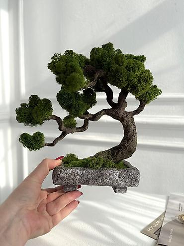 Декоративные цветы: Деревья-бонсай из натурального стабилизированного мха🌳 -это — 64