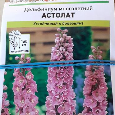 Другие книги и журналы: Продается семена дельфиниумов и катарантусов — 4