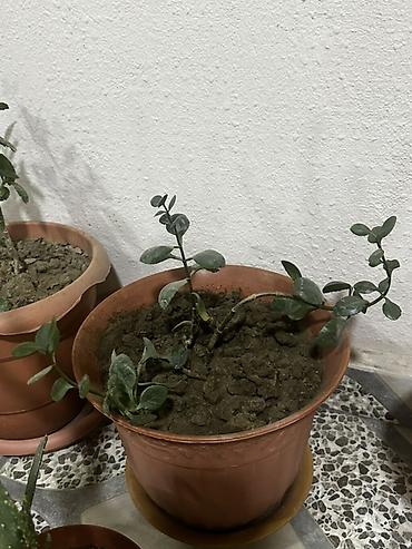 Otaq bitkiləri: 2 ədədi 6 manat Otaq bitkiləri kolleksiyası – müxtəlif növlər bir — 17