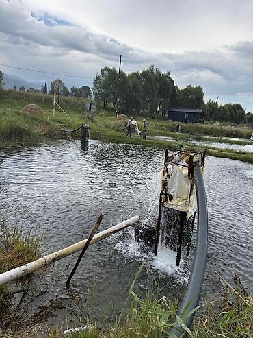 жильё: Продаю рыбу чон орукту — 9