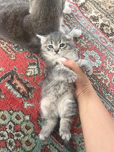 сколько стоит тигрёнок маленький: Скотиш Страйт (Шотландская прямоухая), 2 месяца, Девочка, Серый, Приучена к лотку — 1