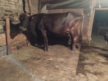 simmental inək cinsi: Самка, лет: 3, Для разведения, Для молока, Самовывоз