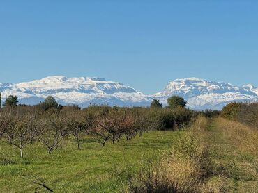 Torpaq sahələrinin satışı: 380 sot, Kənd təsərrüfatı, Maklerlər narahat etməsin, Kupça (Çıxarış)