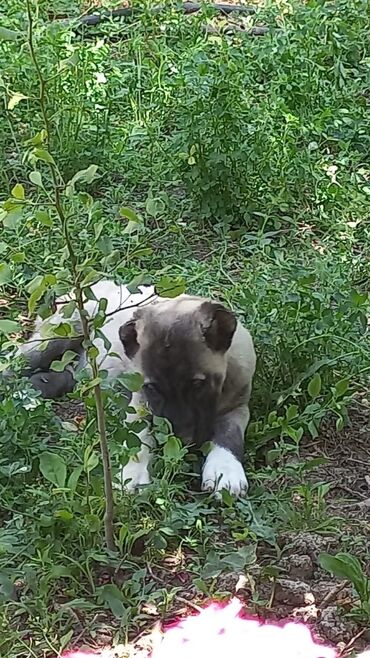 İtlər: Kanqal, 2 ay, Erkek, Peyvəndli, Ünvandan götürmə, Rayonlara çatdırılma, Ödənişli çatdırılma — 2