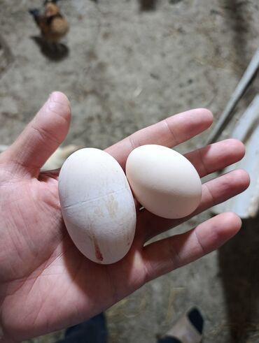 kent cüceleri: Toyuq cücələri, Damazlıq, Ödənişli çatdırılma