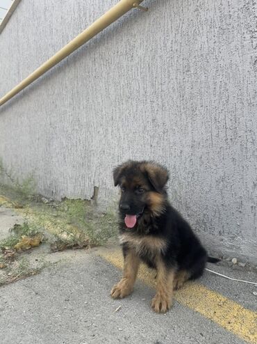 şpits itleri qiymeti: Alman çoban iti, 2 ay, Dişi, Peyvəndli, Ünvandan götürmə, Ödənişli çatdırılma