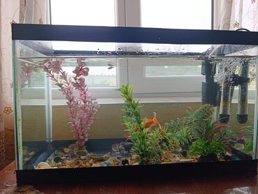 Akvariumlar: Təcili satılır köclə -da lalafo.az — 2 Akvariumlar: Təcili satılır köclə — 2
