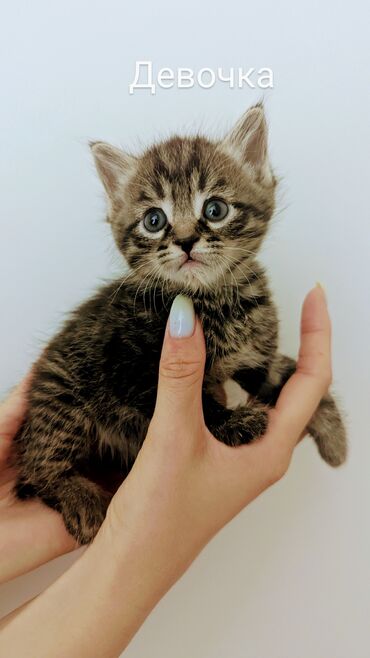 мышык талас: Кошка даром: Беспородная, 1 месяц, Мальчик, Приучена к лотку