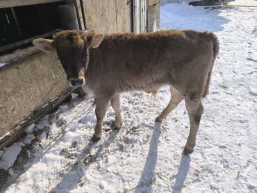 Коровы, быки: Продаю | Бык (самец) | На откорм | Привязанные — 6