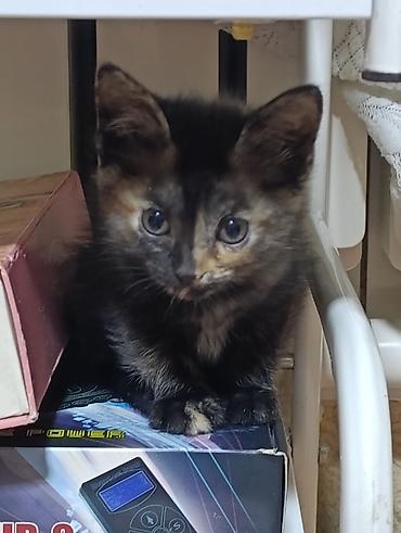 котенок отдам даром: Кошка даром: Беспородная, 1 месяц, Девочка, Приучена к лотку — 6