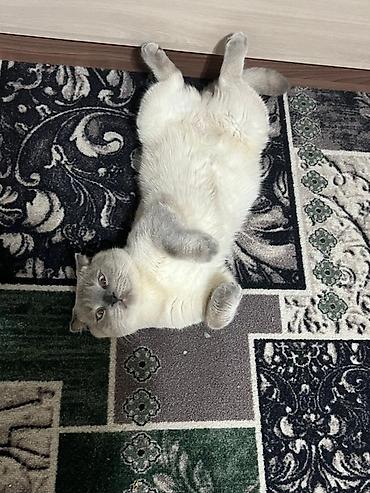 кошки скотиш фолд: Скотиш Страйт (Шотландская прямоухая), 4 года, Мальчик, Приучена к лотку — 3