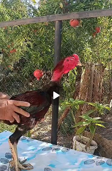 Məhsul: Uzunboyun, qırmızı başlı oyun/yerli döyüş tipli xoruz Təsvir
