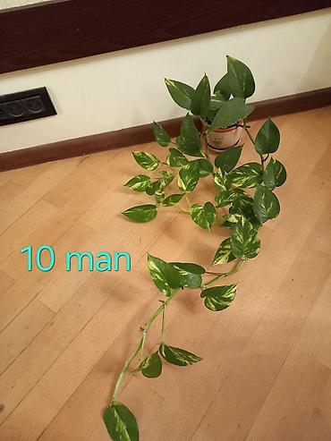 devedabani bitkisi: Epipremnum. giymet-10 man. catdirilma metro iceri sheher — 1