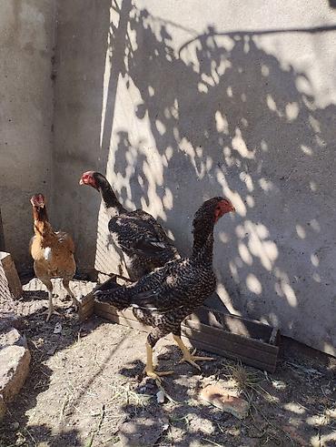 ko şamo: Toyuq cücələri, Damazlıq — 3