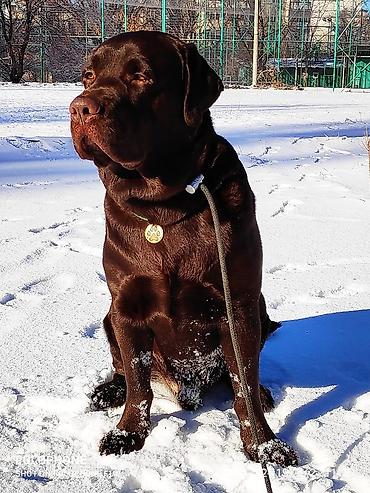 Вязка собак: Вязка: Лабрадор-ретривер, Самец, 5 лет, С родословной — 7