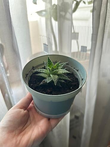 həyət gulu: Minimalist və zövqlü seçim Haworthia sukkulenti ev, ofis və — 1