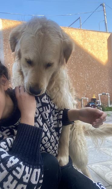 İtlər: Retriever, 2 il, Erkek, Peyvəndli, Pulsuz çatdırılma -da lalafo.az — 6 İtlər: Retriever, 2 il, Erkek, Peyvəndli, Pulsuz çatdırılma — 6