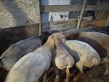 Продам с/х животных: Продаю | Баран (самец) | На забой — 4