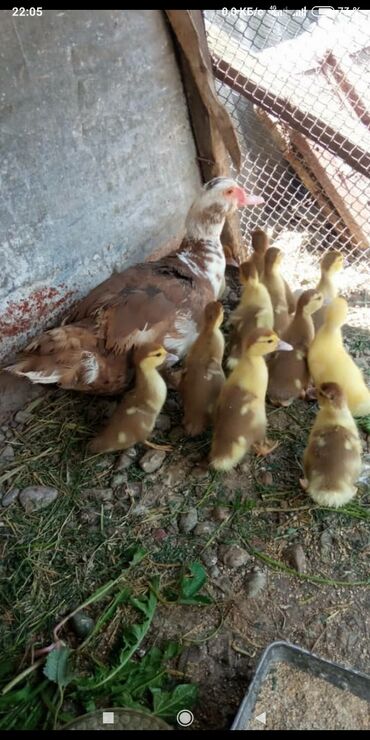 продаю куриц: Продаю утку с утятами 11штук вылупились 30 мая