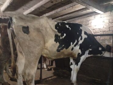 Inəklər, öküzlər: Südlük inəklər - Cins: Qarışıq südlük tip (qara-ağ alacalı və — 2