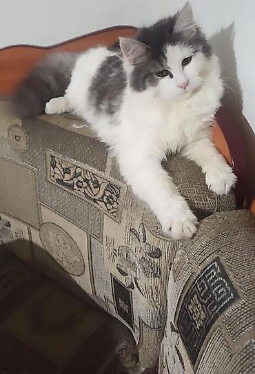 сколько стоит мейн кун: 3 года, Девочка, Приучена к лотку — 5