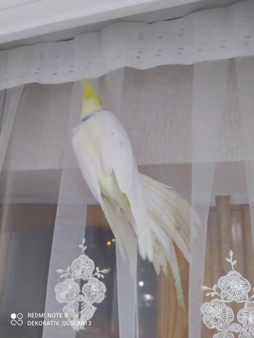 Tutuquşları: Salam danisan quslar satilir. Yaslari ferqlidir. Quslar dislemir — 3