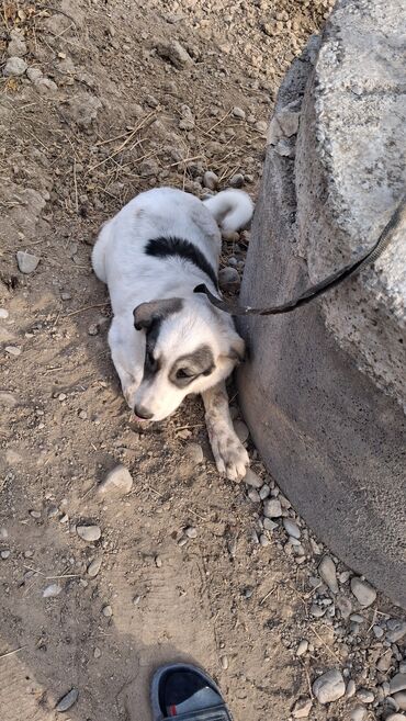 собака продаю: Ит бекер берилет: Жөнөкөй ит, 4 айлык, Эркек