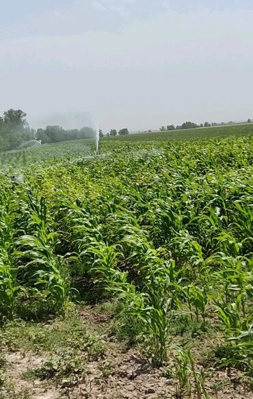 Насосы: Продаю оросительную систему пр-во Турция. Поливочная площадь 25га — 8