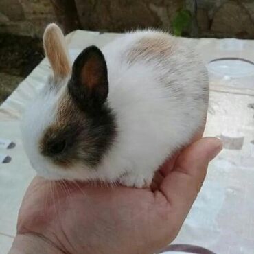 Dovşanlar: Ev dovşanı balaları satılır. Karlik(cırtdan) cinsi. Sağlam və — 36