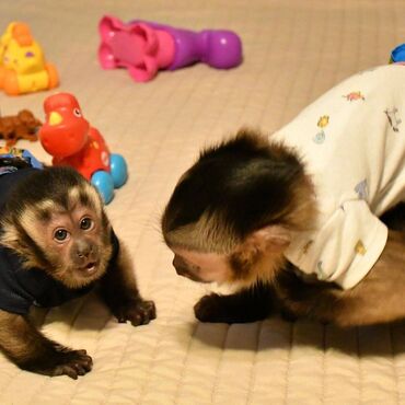 Άλλα: Διαθέτουμε μαϊμούδες προς πώληση, στείλτε μου μήνυμα αν σας ενδιαφέρει