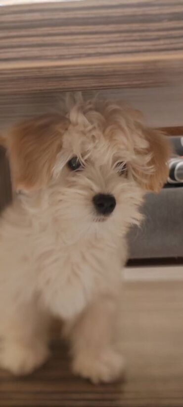 Psi: Na prodaju štene mužijaka havanskog bišona, izložbenog potencijala na lalafo.rs — 6 Psi: Na prodaju štene mužijaka havanskog bišona, izložbenog potencijala — 6