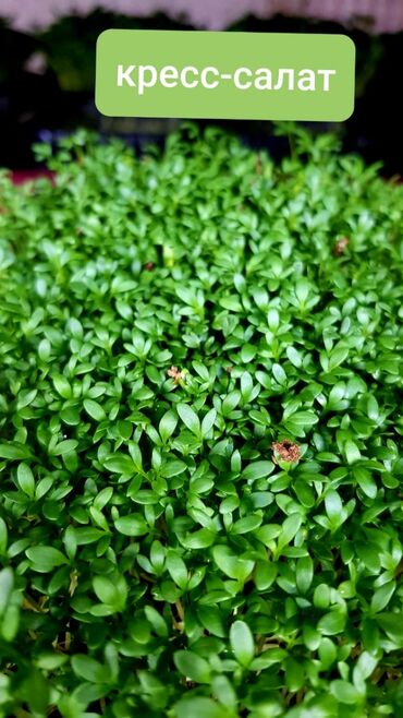 Зерновые культуры: Продаем Абсолютно отборные семена Горох элита Редиса сорта — 3