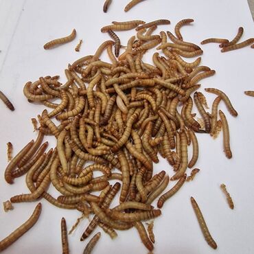 Yemlər: Təbii Protein Mənbəyi – Un Qurdu Ev heyvanlarınız üçün yüksək