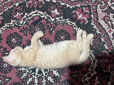kitten: Отдам котенка в хорошие руки. Мальчик 3 месяца игривый прикольный — 1