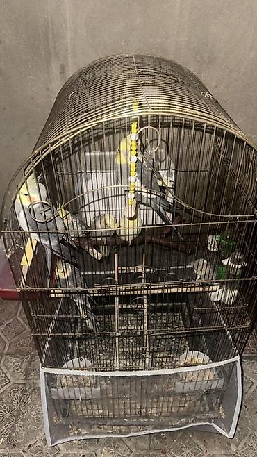 yem karma: Real alıcı endirim olacaq 8 ədəddir Nimfa (Cockatiel) tutuquşuları və — 3