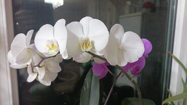 Орхидеи в домашней посадке, адаптированы . посадка в керамзит, проблем