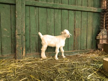 Козы, козлы: Продаю | Коза (самка), Козёл (самец) | Зааненская, Битал | Для разведения | Племенные — 9