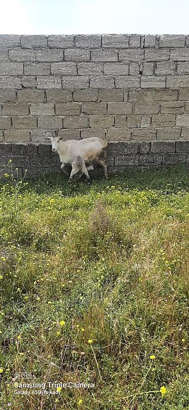 sud pompasi: Dişi, Zanen, il: 2, 40 kq, Damazlıq, Südlük, Ödənişli çatdırılma — 3