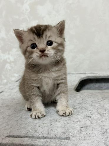 Котята, домашние, короткошёрстные, окрасы серый/голубой и табби