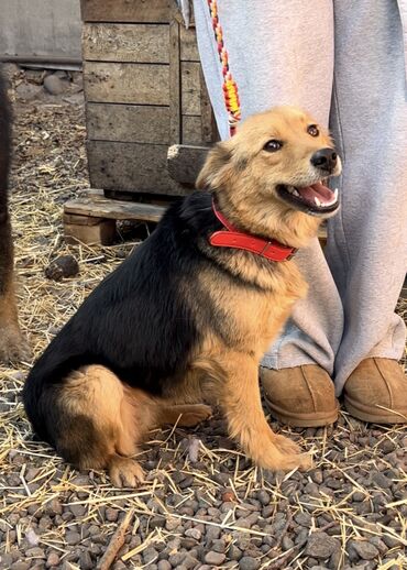 Отдам даром собаку: Собака даром: Дворняжка, 1 год, Самка, С прививкой — 2