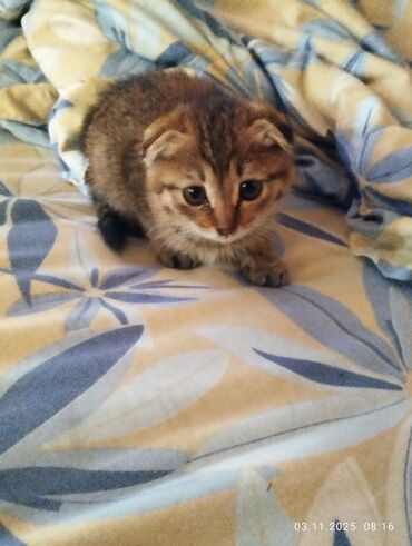 max f купить в оше: Отдам котят в добрые руки. 5 штук 3 веслоухих. Лебединовка возле