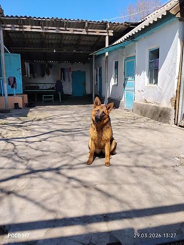 Продажа собак: Немецкая овчарка - Порода: немецкая овчарка (чёрно-рыжий окрас — 14